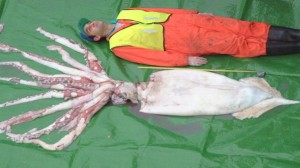 giant-squid-all-you-need-to-know